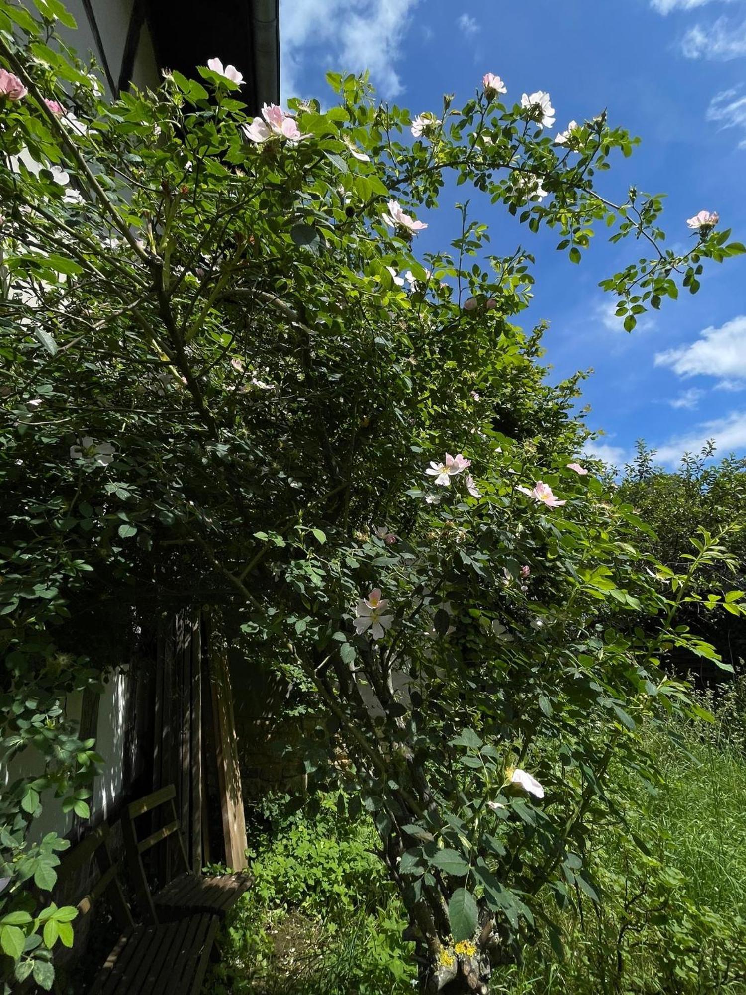 Cherrytree Cottage 1840 Heimbach Bagian luar foto